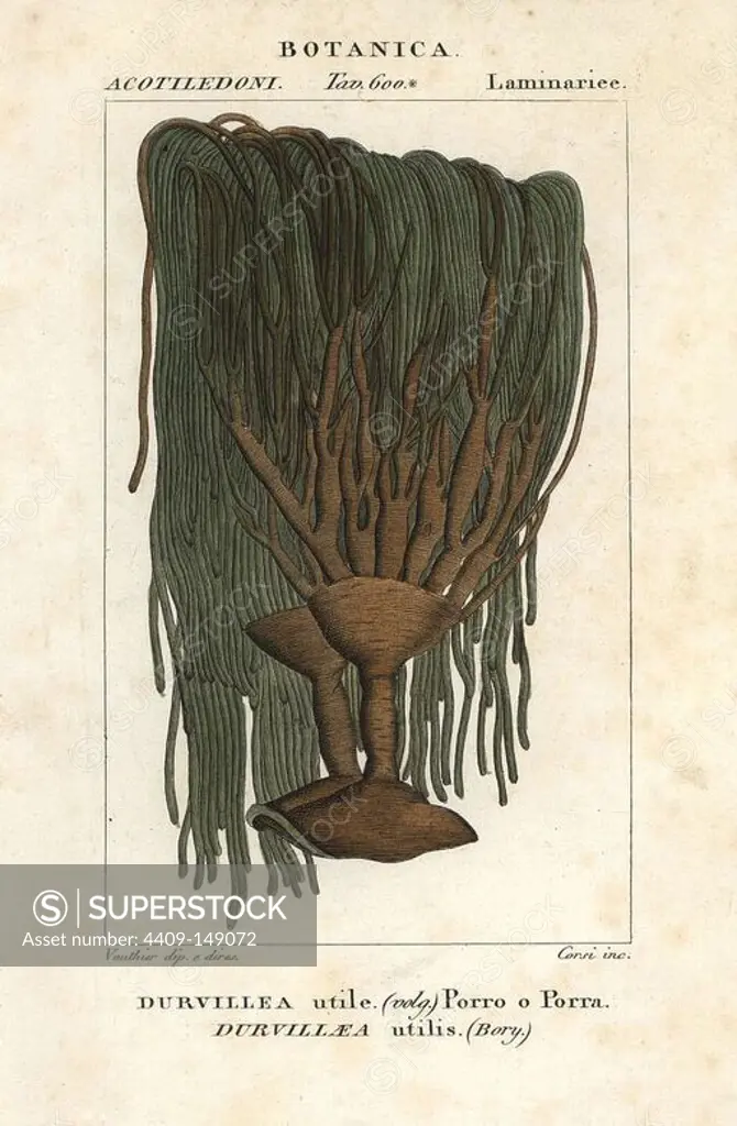 Bull kelp, Durvillaea antarctica. Handcoloured copperplate stipple engraving from Jussieu's "Dictionary of Natural Science," Florence, Italy, 1837. Engraved by Corsi, drawn by Vauthier, and published by Batelli e Figli.