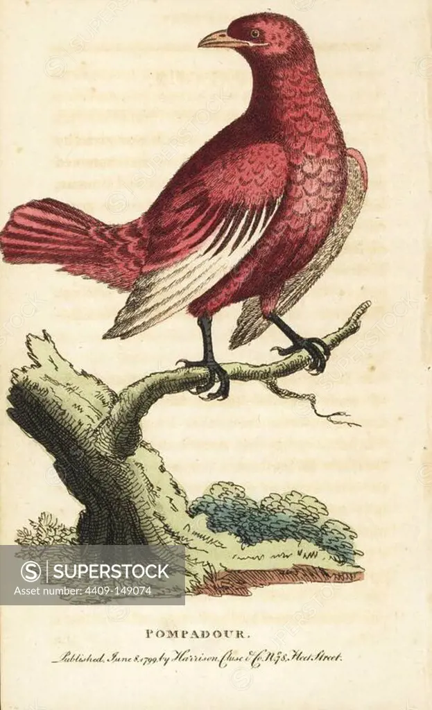 Pompadour cotinga, Xipholena punicea. Copied from George Edwards' "Gleanings of Natural History," 1758. Handcoloured copperplate engraving from "The Naturalist's Pocket Magazine," Harrison, London, 1799.