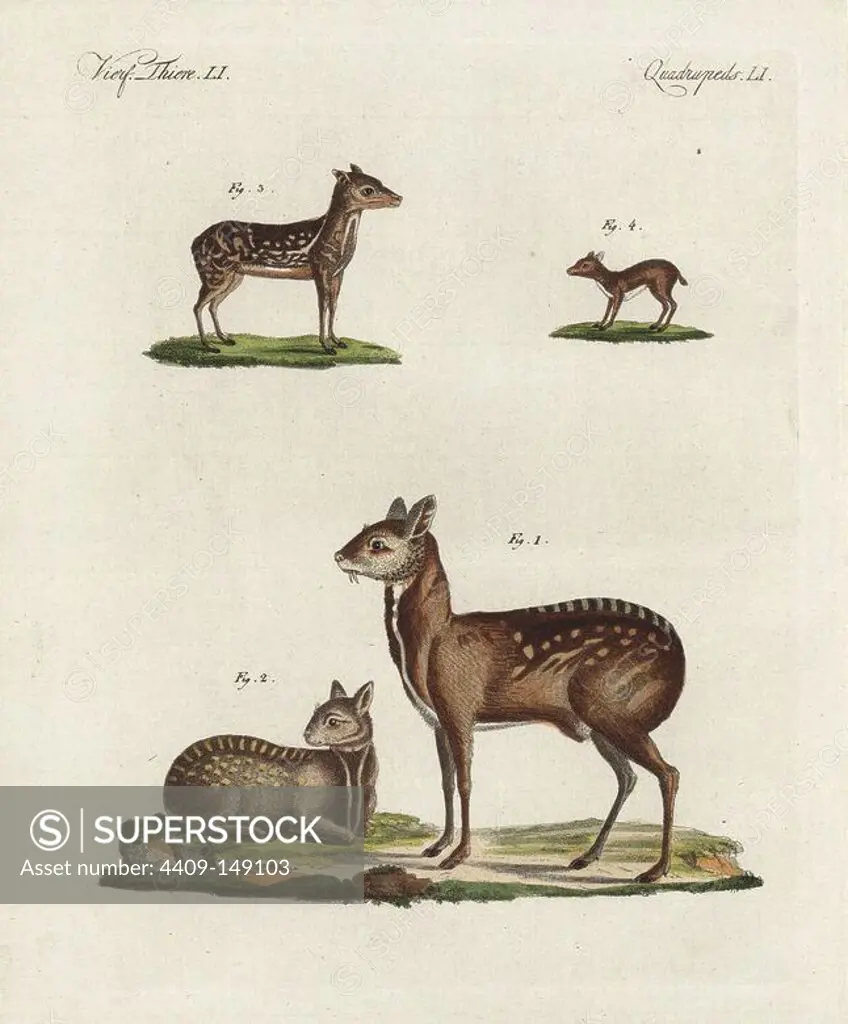 Siberian musk deer, Moschus moschiferus (male 1, female 2), Napu musk deer, Tragulus javanicus Moschus indicus 3, and royal antelope, Neotragus pygmaeus 4. Handcoloured copperplate engraving from Bertuch's "Bilderbuch fur Kinder" (Picture Book for Children), Weimar, 1798. Friedrich Johann Bertuch (1747-1822) was a German publisher and man of arts most famous for his 12-volume encyclopedia for children illustrated with 1,200 engraved plates on natural history, science, costume, mythology, etc., published from 1790-1830.