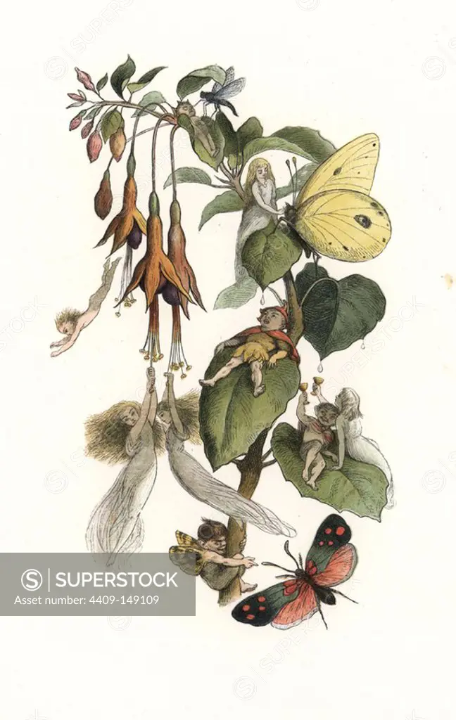 Elves and fairies playing and feasting on a fuchsia plant with butterflies. Handcoloured woodblock print by Edmund Evans after an illustration by Richard Doyle from In Fairyland, a series of Pictures from the Elf World, Longman, London, 1870.