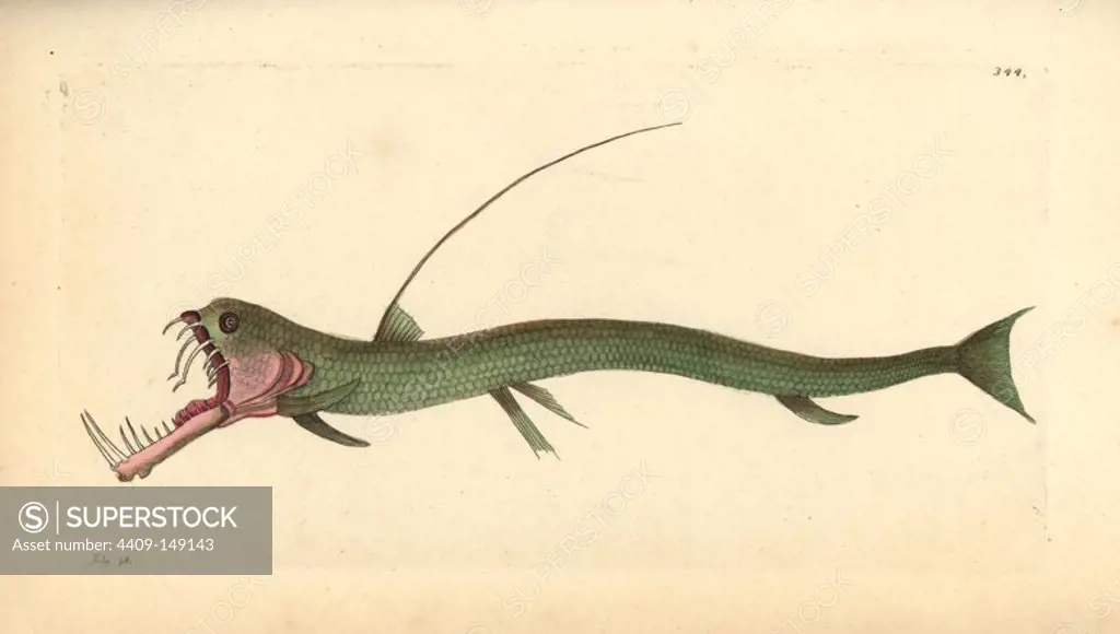Sloane's viperfish, Chauliodus sloani. Illustration drawn and engraved by Richard Polydore Nodder. Handcolored copperplate engraving from George Shaw and Frederick Nodder's "The Naturalist's Miscellany," London, 1798. Most of the 1,064 illustrations of animals, birds, insects, crustaceans, fishes, marine life and microscopic creatures were drawn by George Shaw, Frederick Nodder and Richard Nodder, and engraved and published by the Nodder family. Frederick drew and engraved many of the copperplates until his death around 1800, and son Richard (1774~1823) was responsible for the plates signed RN or RPN. Richard exhibited at the Royal Academy and became botanic painter to King George III.