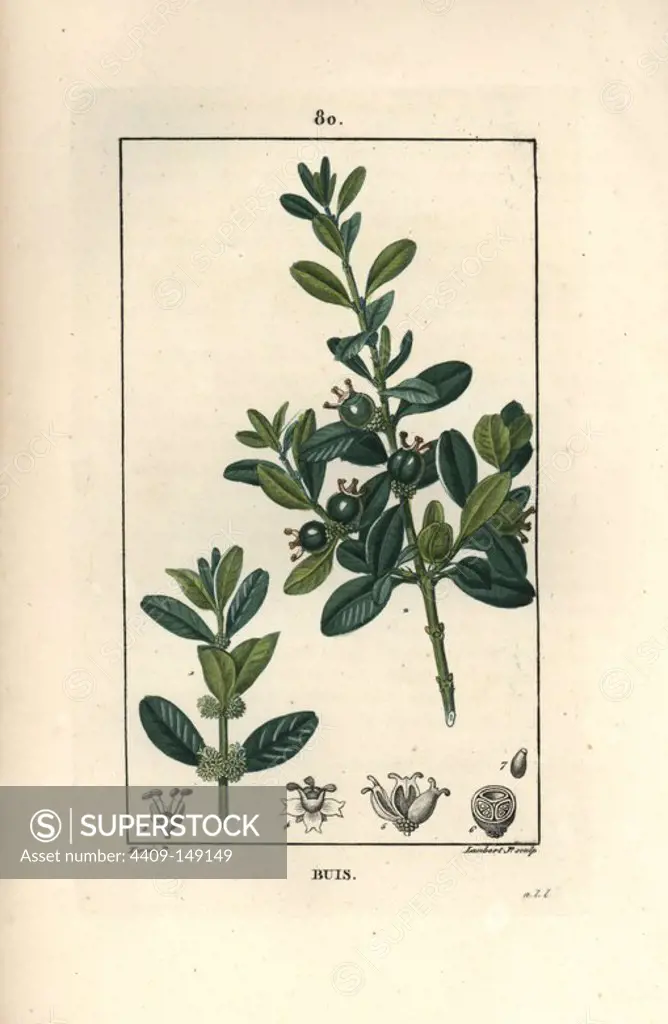 Box tree, Buxus sempervirens, with fruit and leaves. Handcoloured stipple copperplate engraving by Lambert Junior from a drawing by Pierre Jean-Francois Turpin from Chaumeton, Poiret et Chamberet's "La Flore Medicale," Paris, Panckoucke, 1830. Turpin (1775~1840) was one of the three giants of French botanical art of the era alongside Pierre Joseph Redoute and Pancrace Bessa.
