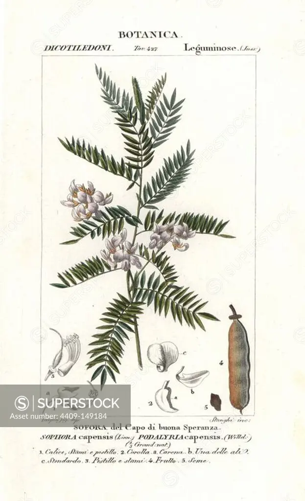 Pink blossom tree, Virgilia oroboides, native to South Africa. Handcoloured copperplate stipple engraving from Jussieu's "Dictionary of Natural Science," Florence, Italy, 1837. Engraved by Stanghi, drawn by Pierre Jean-Francois Turpin, and published by Batelli e Figli. Turpin (1775-1840) is considered one of the greatest French botanical illustrators of the 19th century.