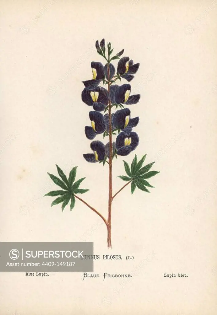 Blue lupin, Lupinus pilosus. Chromolithograph of a botanical illustration by Hannah Zeller from her own Wild Flowers of the Holy Land," James Nisbet, London, 1876. Hannah Zeller (1838-1922) was a Swiss missionary who botanized near Nazareth for many years.