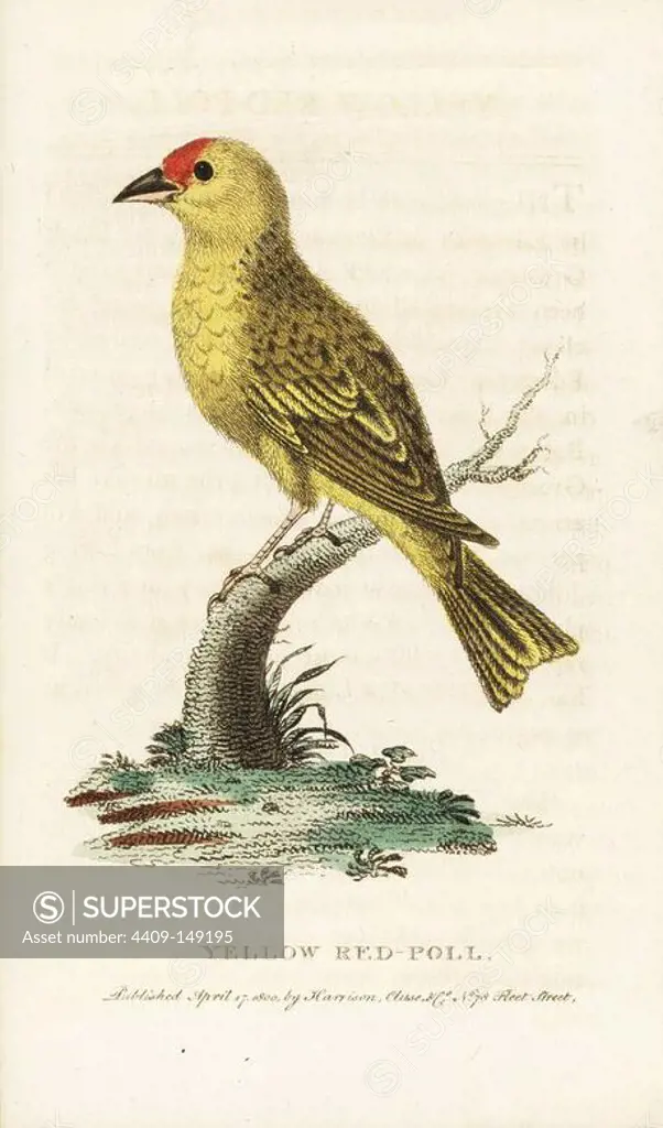 American yellow warbler, Setophaga petechia. (Yellow red-poll). Illustration copied from George Edwards. Handcoloured copperplate engraving from "The Naturalist's Pocket Magazine," Harrison, London, 1800.