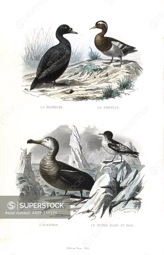 Black or American scoter, Melanitta americana, Eurasian teal, Anas crecca, wandering albatross, Diomedea exulans, and Cape petrel, Daption capense. Handcoloured engraving on steel by Pardinel after a drawing by Edouard Travies from Richard's "New Edition of the Complete Works of Buffon," Pourrat Freres, Paris, 1837.