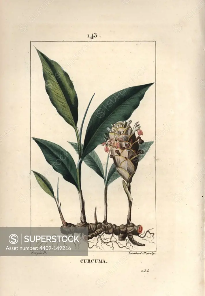 Turmeric, Curcuma longa, showing flower, leaf, rhizome roots. Handcoloured stipple copperplate engraving by Lambert Junior from a drawing by Pierre Jean-Francois Turpin from Chaumeton, Poiret et Chamberet's "La Flore Medicale," Paris, Panckoucke, 1830. Turpin (1775~1840) was one of the three giants of French botanical art of the era alongside Pierre Joseph Redoute and Pancrace Bessa.