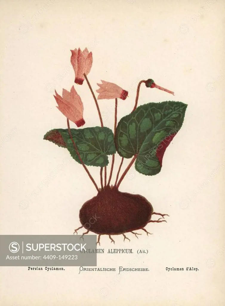 Persian cyclamen, Cyclamen persicum Mill. Chromolithograph of a botanical illustration by Hannah Zeller from her own Wild Flowers of the Holy Land," James Nisbet, London, 1876. Hannah Zeller (1838-1922) was a Swiss missionary who botanized near Nazareth for many years.