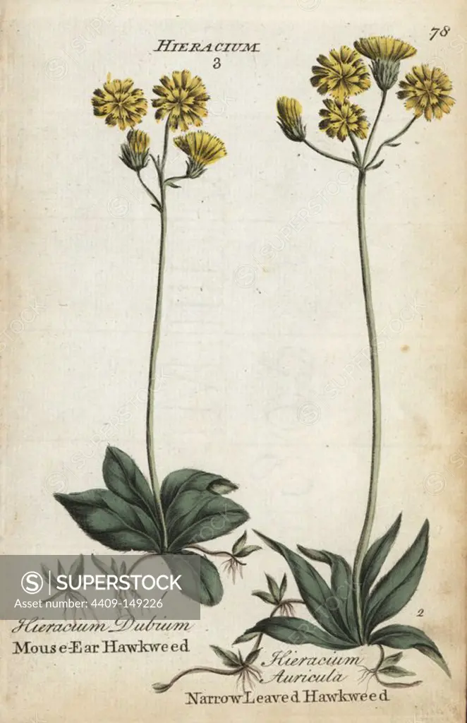 Mouse ear hawkweed, Hieracium dubium, and narrow-leaved hawkweed, Hieracium lactucella. Handcoloured botanical copperplate engraving by an unknown artist from "Culpeper's English Family Physician; or Medical Herbal Enlarged, with Several Hundred Additional Plants, Principally from Sir John Hill," by Joshua Hamilton, London, W. Locke, 1792.