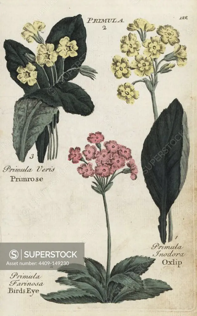 Primrose, Primula veris, birds eye, Primula farinosa, and oxlip, Primula inodora. Handcoloured botanical copperplate engraving by an unknown artist from "Culpeper's English Family Physician; or Medical Herbal Enlarged, with Several Hundred Additional Plants, Principally from Sir John Hill," by Joshua Hamilton, London, W. Locke, 1792.