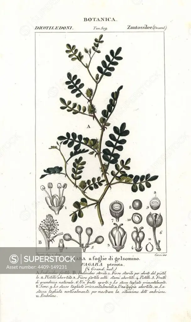 Wild lime, Zanthoxylum fagara, native to the Americas. Handcoloured copperplate stipple engraving from Jussieu's "Dictionary of Natural Science," Florence, Italy, 1837. Engraved by Corsi, drawn by Pierre Jean-Francois Turpin, and published by Batelli e Figli. Turpin (1775-1840) is considered one of the greatest French botanical illustrators of the 19th century.