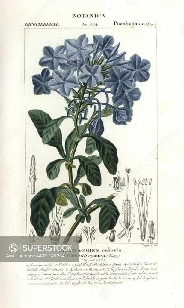 Blue leadwort, Plumbago cyanea. Handcoloured copperplate stipple engraving from Jussieu's "Dictionary of Natural Science," Florence, Italy, 1837. Engraved by Corsi, drawn by Pierre Jean-Francois Turpin, and published by Batelli e Figli. Turpin (1775-1840) is considered one of the greatest French botanical illustrators of the 19th century.