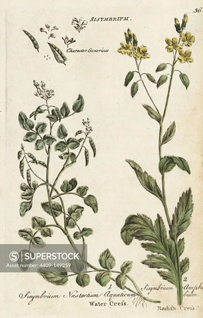 Watercress, Nasturtium officinale, and radish cress, Rorippa amphibia. Handcoloured botanical copperplate engraving by an unknown artist from "Culpeper's English Family Physician; or Medical Herbal Enlarged, with Several Hundred Additional Plants, Principally from Sir John Hill," by Joshua Hamilton, London, W. Locke, 1792.