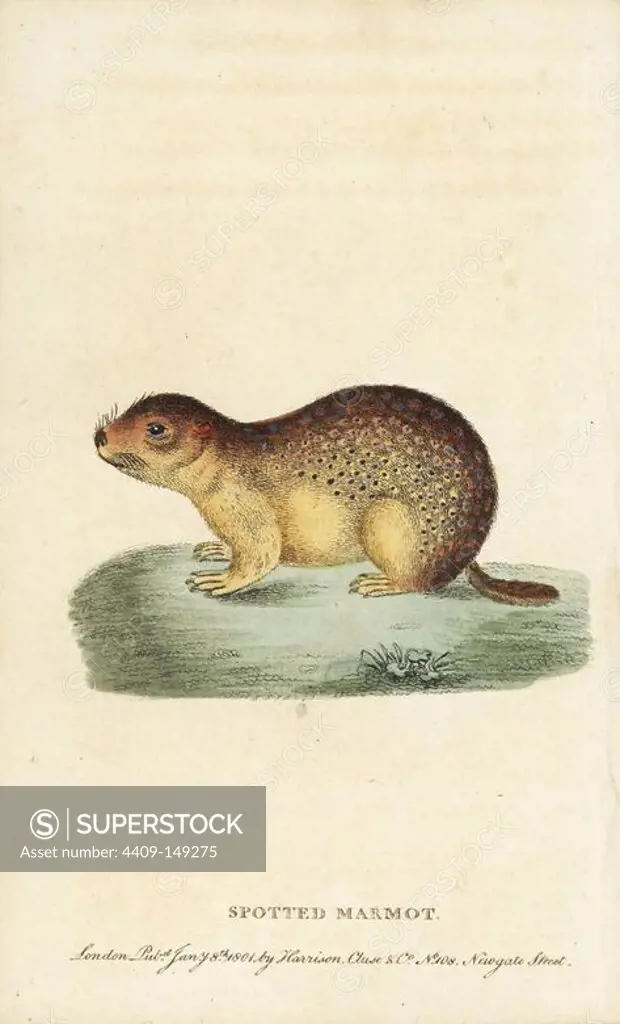 Spotted marmot or souslik, Spermophilus suslicus. Handcoloured copperplate engraving from "The Naturalist's Pocket Magazine," Harrison, London, 1799.