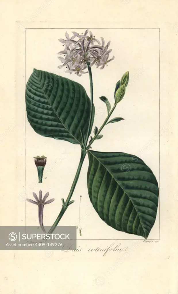 Pompom tree, Dais cotinifolia, with lilac flowers. Handcoloured stipple copperplate engraving by Barrois from a botanical illustration by Pancrace Bessa from Mordant de Launay's "Herbier General de l'Amateur," Audot, Paris, 1820. The Herbier was published from 1810 to 1827 and edited by Mordant de Launay and Loiseleur-Deslongchamps. Bessa (1772-1830s), along with Redoute and Turpin, is considered one of the greatest French botanical artists of the 19th century.