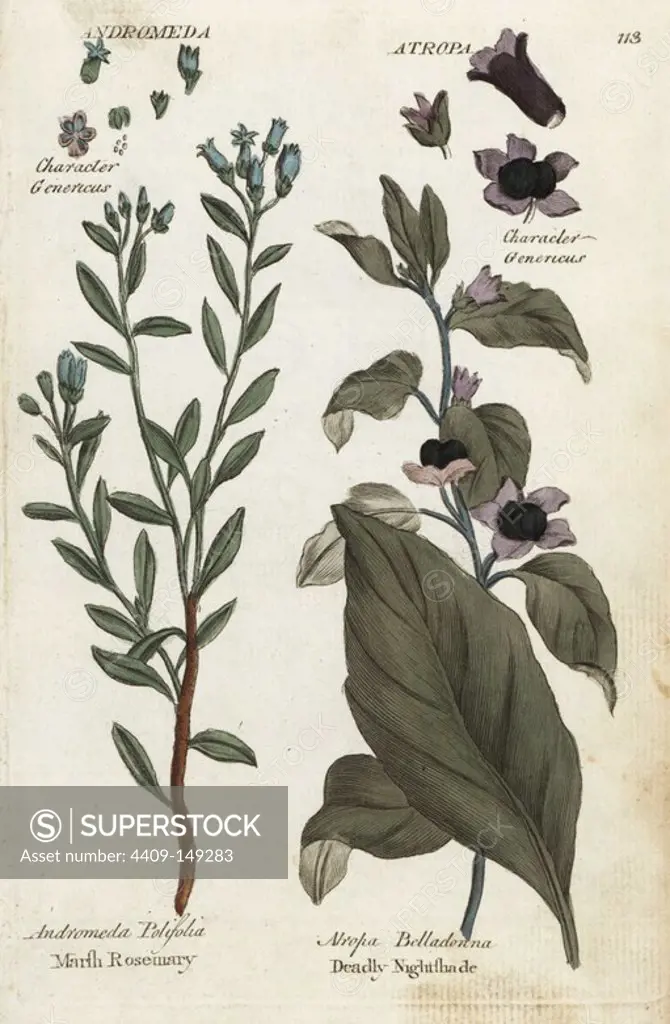 Marsh rosemary, Andromeda polifolia, and deadly nightshade, Atropa belladonna. Handcoloured botanical copperplate engraving by an unknown artist from "Culpeper's English Family Physician; or Medical Herbal Enlarged, with Several Hundred Additional Plants, Principally from Sir John Hill," by Joshua Hamilton, London, W. Locke, 1792.