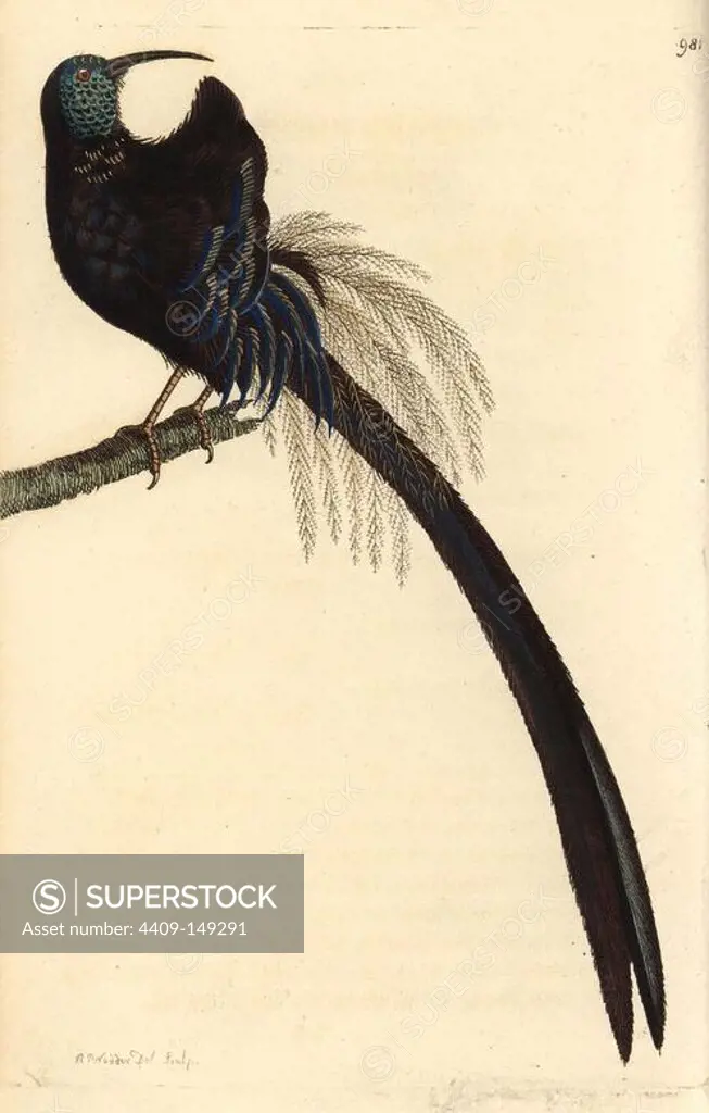 Black sicklebill, Epimachus fastuosus, a bird of paradise from Papua New Guinea. (Described by Shawa as the superb promerops, Promerops superbus.) Illustration drawn and engraved by Richard Polydore Nodder. Handcolored copperplate engraving from George Shaw and Frederick Nodder's "The Naturalist's Miscellany" 1812. Most of the 1,064 illustrations of animals, birds, insects, crustaceans, fishes, marine life and microscopic creatures for the Naturalist's Miscellany were drawn by George Shaw, Frederick Nodder and Richard Nodder, and engraved and published by the Nodder family. Frederick drew and engraved many of the copperplates until his death around 1800, and son Richard (1774~1823) was responsible for the plates signed RN or RPN. Richard exhibited at the Royal Academy and became botanic painter to King George III.