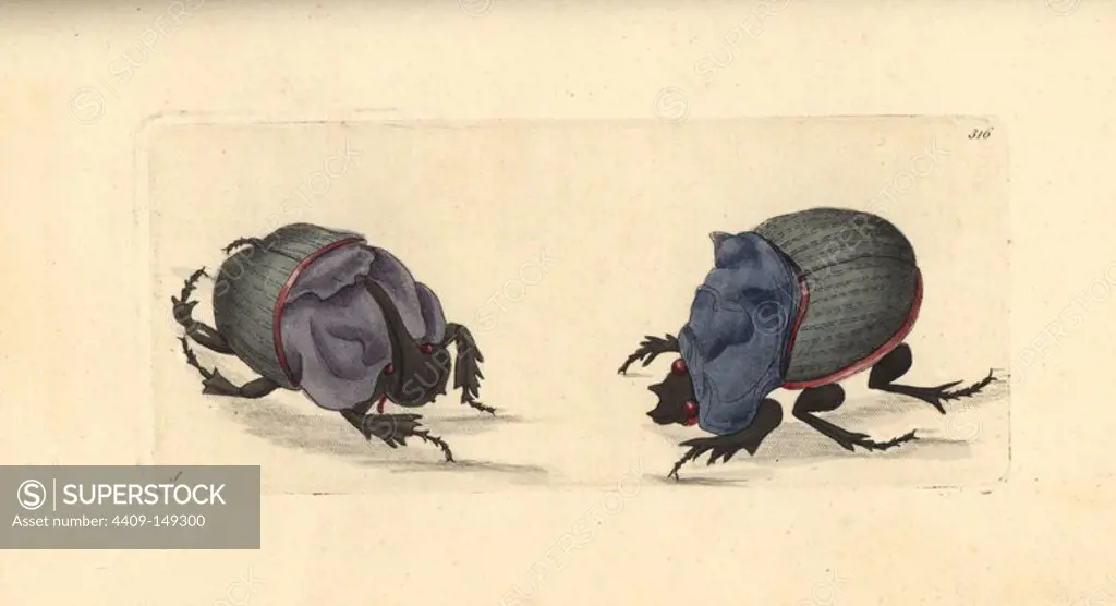 Rhinoceros beetle, Oryctes monoceros, and cyanean scarab, Gymnopleurus cyaneus. Illustration drawn by George Shaw. Handcolored copperplate engraving from George Shaw and Frederick Nodder's "The Naturalist's Miscellany," London, 1797. Most of the 1,064 illustrations of animals, birds, insects, crustaceans, fishes, marine life and microscopic creatures were drawn by George Shaw, Frederick Nodder and Richard Nodder, and engraved and published by the Nodder family. Frederick drew and engraved many of the copperplates until his death around 1800, and son Richard (1774~1823) was responsible for the plates signed RN or RPN. Richard exhibited at the Royal Academy and became botanic painter to King George III.