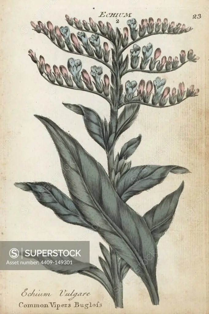 Common vipers bugloss, Echium vulgare. Handcoloured botanical copperplate engraving by an unknown artist from "Culpeper's English Family Physician; or Medical Herbal Enlarged, with Several Hundred Additional Plants, Principally from Sir John Hill," by Joshua Hamilton, London, W. Locke, 1792.