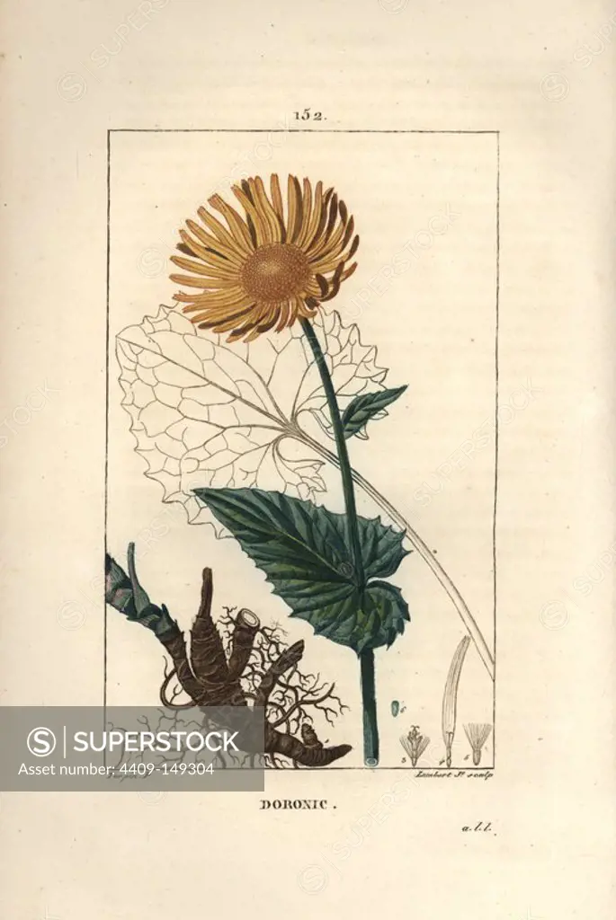 Leopard's bane, Doronicum maximum, showing flower, leaf, seed and root rhizome. Handcoloured stipple copperplate engraving by Lambert Junior from a drawing by Pierre Jean-Francois Turpin from Chaumeton, Poiret et Chamberet's "La Flore Medicale," Paris, Panckoucke, 1830. Turpin (1775~1840) was one of the three giants of French botanical art of the era alongside Pierre Joseph Redoute and Pancrace Bessa.