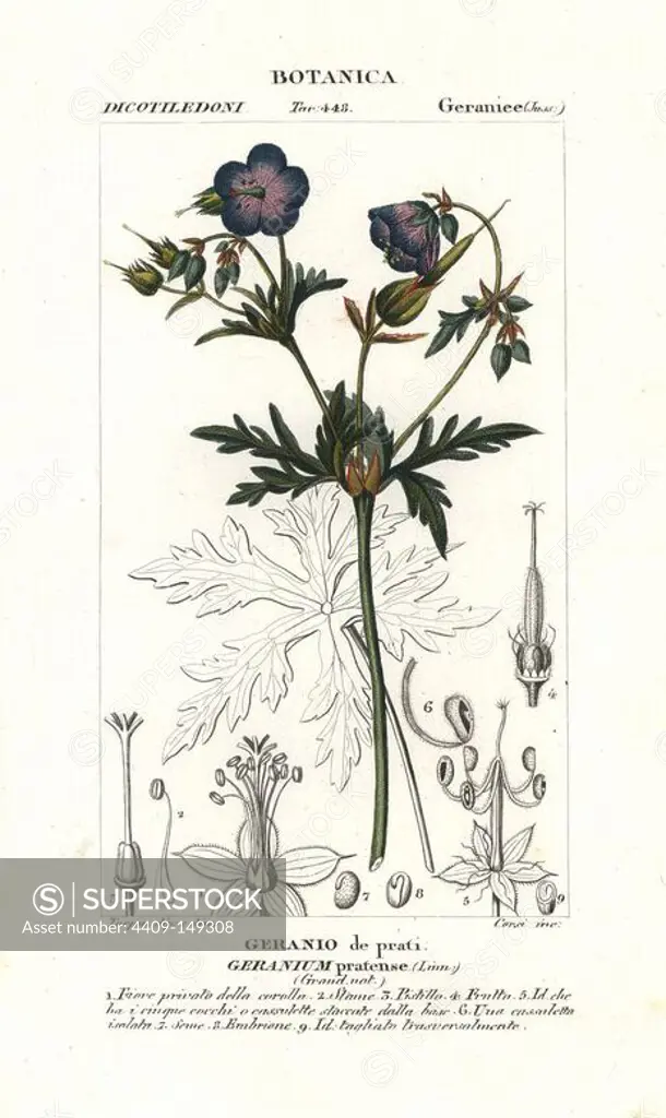 Meadow cranesbill, Geranium pratense, native to Europe and Asia. Handcoloured copperplate stipple engraving from Jussieu's "Dictionary of Natural Science," Florence, Italy, 1837. Engraved by Corsi, drawn by Pierre Jean-Francois Turpin, and published by Batelli e Figli. Turpin (1775-1840) is considered one of the greatest French botanical illustrators of the 19th century.