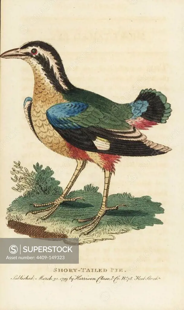 Indian pitta bird, Pitta brachyuran. (Short tailed pye, Corvus brachyurus) Illustration copied from George Edwards. Handcoloured copperplate engraving from "The Naturalist's Pocket Magazine," Harrison, London, 1799.