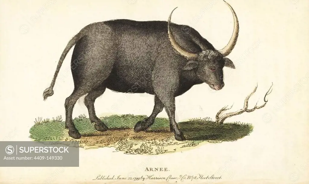 Wild water buffalo, Bubalus arnee. Endangered. Handcoloured copperplate engraving from "The Naturalist's Pocket Magazine," Harrison, London, 1799.