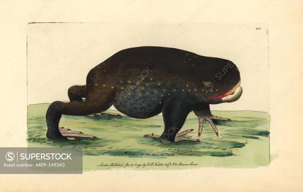 Giant burrowing frog, Heleioporus australiacus. Vulnerable. Illustration signed SN (George Shaw and Frederick Nodder). Handcolored copperplate engraving from George Shaw and Frederick Nodder's "The Naturalist's Miscellany" 1795. Frederick Polydore Nodder (1751~1801) was a gifted natural history artist and engraver. Nodder honed his draftsmanship working on Captain Cook and Joseph Banks' Florilegium and engraving Sydney Parkinson's sketches of Australian plants. He was made "botanic painter to her majesty" Queen Charlotte in 1785. Nodder also drew the botanical studies in Thomas Martyn's Flora Rustica (1792) and 38 Plates (1799).