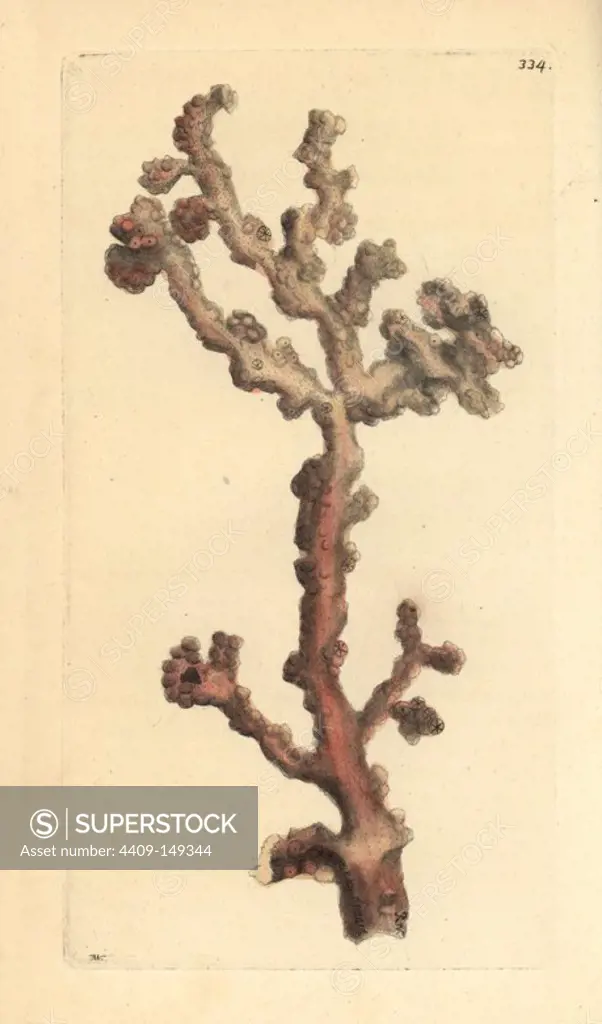 Bubblegum coral, Paragorgia arborea. Illustration drawn and engraved by Richard Polydore Nodder. Handcolored copperplate engraving from George Shaw and Frederick Nodder's "The Naturalist's Miscellany," London, 1798. Most of the 1,064 illustrations of animals, birds, insects, crustaceans, fishes, marine life and microscopic creatures were drawn by George Shaw, Frederick Nodder and Richard Nodder, and engraved and published by the Nodder family. Frederick drew and engraved many of the copperplates until his death around 1800, and son Richard (1774~1823) was responsible for the plates signed RN or RPN. Richard exhibited at the Royal Academy and became botanic painter to King George III.