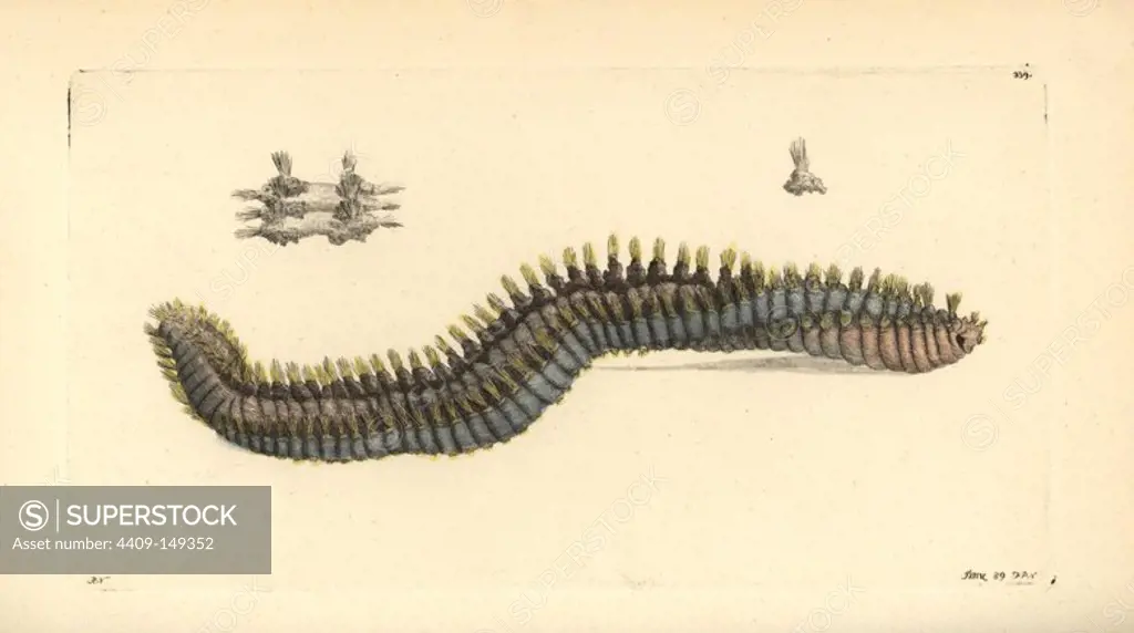 Rostrated terebella sea worm, Terebella rostrata. Illustration drawn by Richard Nodder and engraved by Frederick Nodder. Handcolored copperplate engraving from George Shaw and Frederick Nodder's "The Naturalist's Miscellany," London, 1798. Most of the 1,064 illustrations of animals, birds, insects, crustaceans, fishes, marine life and microscopic creatures were drawn by George Shaw, Frederick Nodder and Richard Nodder, and engraved and published by the Nodder family. Frederick drew and engraved many of the copperplates until his death around 1800, and son Richard (1774~1823) was responsible for the plates signed RN or RPN. Richard exhibited at the Royal Academy and became botanic painter to King George III.