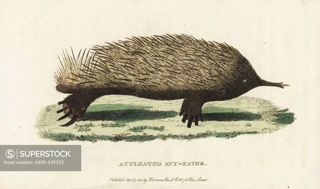 Short-beaked echidna, Tachyglossus aculeatus. (Aculeated anteater, Myrmecophaga aculeata) Illustration copied from George Shaw and Frederick Nodder. Based on an original drawing by the Port Jackson Painter. Handcoloured copperplate engraving from "The Naturalist's Pocket Magazine," Harrison, London, 1800.
