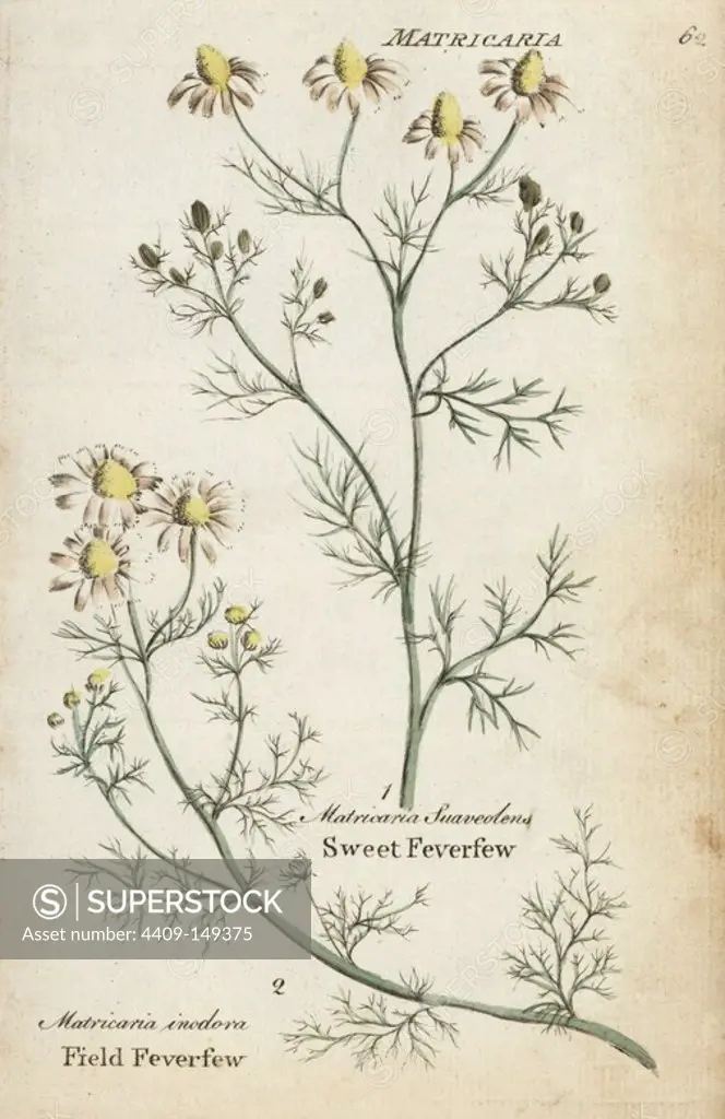 Field feverfew, Tripleurospermum inodorum, and sweet feverfew, Matricaria discoidea. Handcoloured botanical copperplate engraving by an unknown artist from "Culpeper's English Family Physician; or Medical Herbal Enlarged, with Several Hundred Additional Plants, Principally from Sir John Hill," by Joshua Hamilton, London, W. Locke, 1792.