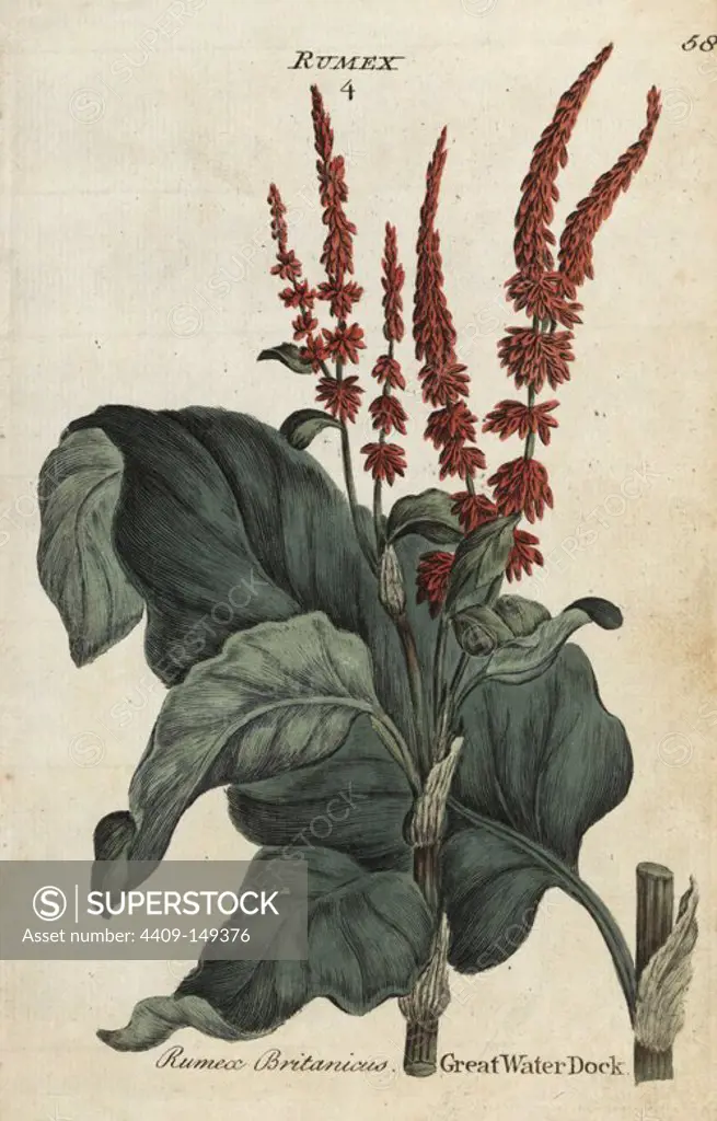 Great water dock, Rumex hydrolapathum. Handcoloured botanical copperplate engraving by an unknown artist from "Culpeper's English Family Physician; or Medical Herbal Enlarged, with Several Hundred Additional Plants, Principally from Sir John Hill," by Joshua Hamilton, London, W. Locke, 1792.