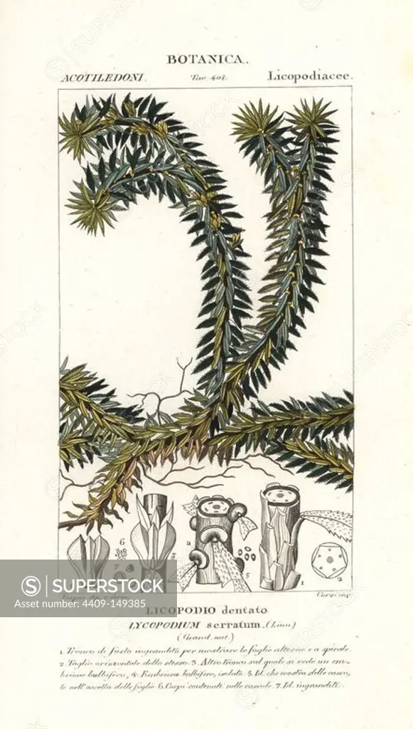 Firmoss or clubmoss, Huperzia serrata, native to Asia. Handcoloured copperplate stipple engraving from Jussieu's "Dictionary of Natural Science," Florence, Italy, 1837. Engraved by Corsi, drawn by Pierre Jean-Francois Turpin, and published by Batelli e Figli. Turpin (1775-1840) is considered one of the greatest French botanical illustrators of the 19th century.
