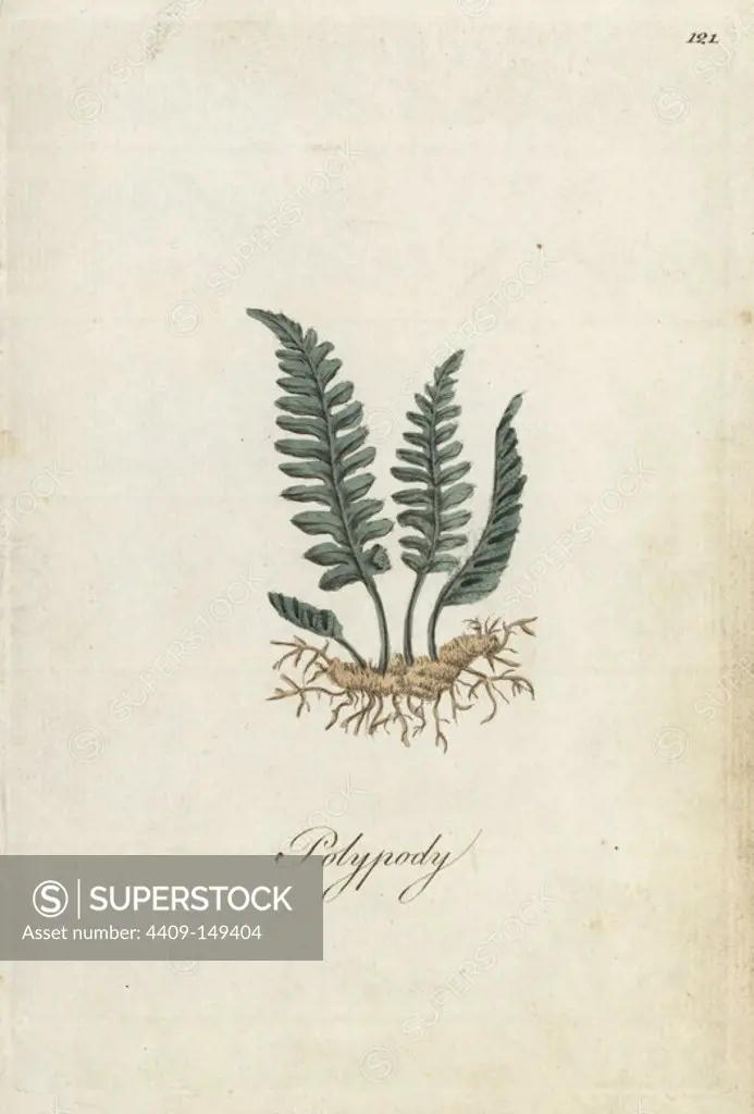 Polypody fern, Polypodium officinalis. Handcoloured botanical copperplate engraving by an unknown artist from "Culpeper's English Family Physician; or Medical Herbal Enlarged, with Several Hundred Additional Plants, Principally from Sir John Hill," by Joshua Hamilton, London, W. Locke, 1792.