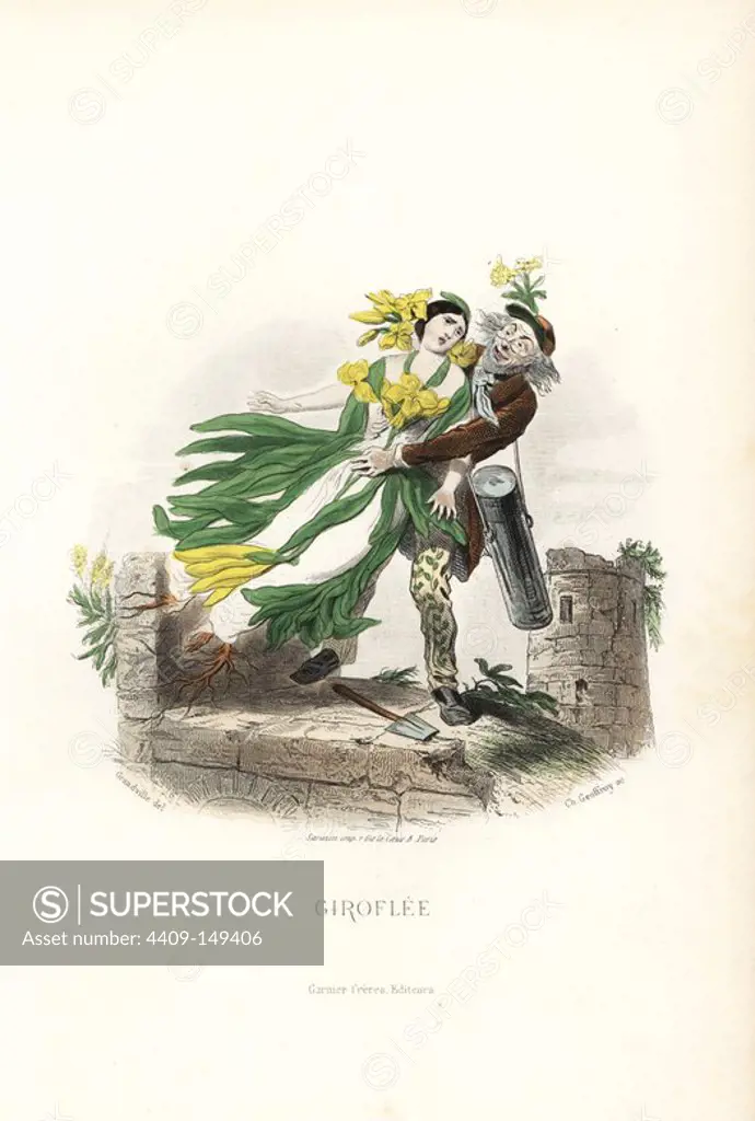 Wallflower flower fairy, Erysimum cheiri, in dress of leaves and petals, being uprooted and kidnapped from a ruined castle by a botanist with shovel and specimen case. Handcoloured steel engraving by C. Geoffrois after an illustration by Jean Ignace Isidore Grandville from "Les Fleurs Animees," Paris, Gabriel de Gonet, 1847.