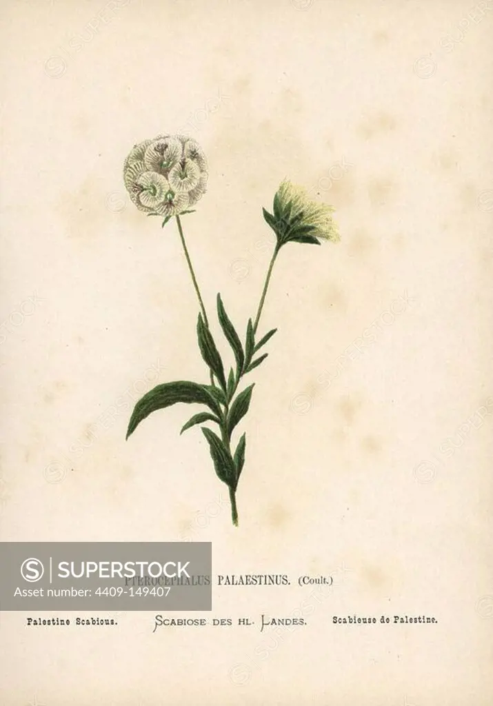 Palestine scabious, Pterocephalus palaestinus. Chromolithograph of a botanical illustration by Hannah Zeller from her own Wild Flowers of the Holy Land," James Nisbet, London, 1876. Hannah Zeller (1838-1922) was a Swiss missionary who botanized near Nazareth for many years.