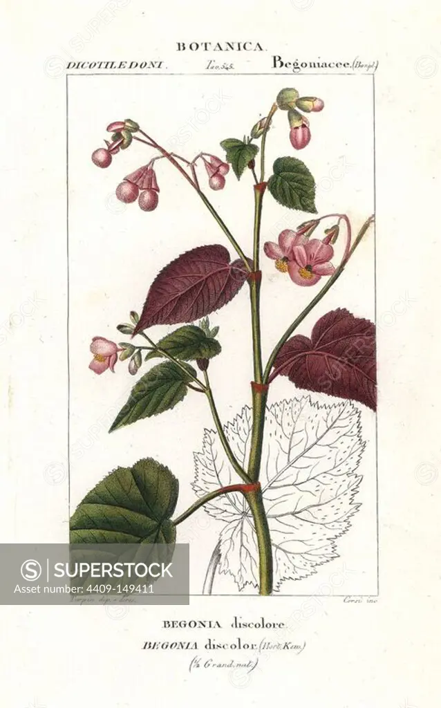 Begonia discolor showing top and underside of leaves. Handcoloured copperplate stipple engraving from Jussieu's "Dictionary of Natural Science," Florence, Italy, 1837. Engraved by Corsi, drawn by Pierre Jean-Francois Turpin, and published by Batelli e Figli. Turpin (1775-1840) is considered one of the greatest French botanical illustrators of the 19th century.