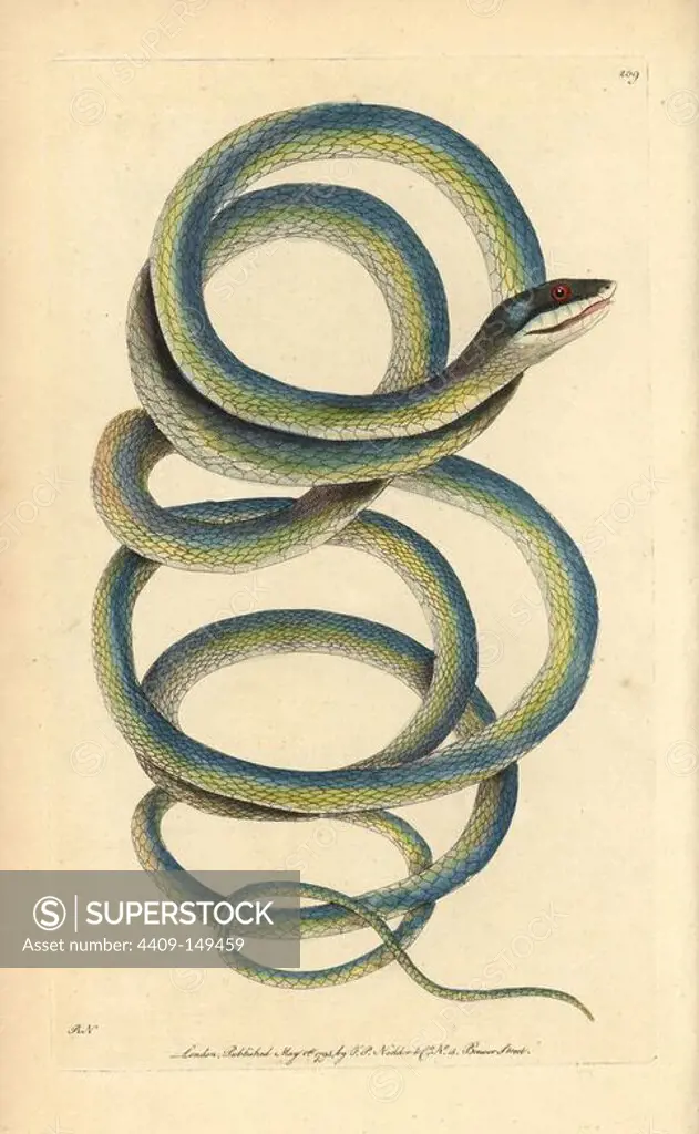 Lora or parrot snake, Leptophis ahaetulla. Illustration drawn and engraved by Richard Polydore Nodder. Handcolored copperplate engraving from George Shaw and Frederick Nodder's "The Naturalist's Miscellany," London, 1795. Most of the 1,064 illustrations of animals, birds, insects, crustaceans, fishes, marine life and microscopic creatures were drawn by George Shaw, Frederick Nodder and Richard Nodder, and engraved and published by the Nodder family. Frederick drew and engraved many of the copperplates until his death around 1800, and son Richard (1774~1823) was responsible for the plates signed RN or RPN. Richard exhibited at the Royal Academy and became botanic painter to King George III.