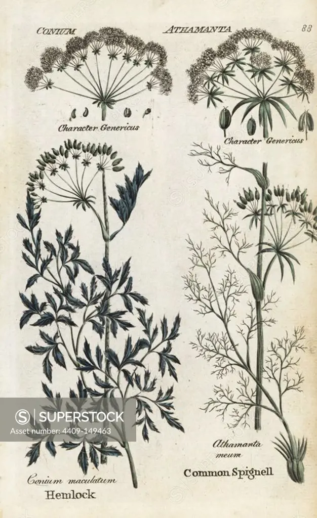Poison hemlock, Conium maculatum, and spignell, Meum athamanticum. Handcoloured botanical copperplate engraving by an unknown artist from "Culpeper's English Family Physician; or Medical Herbal Enlarged, with Several Hundred Additional Plants, Principally from Sir John Hill," by Joshua Hamilton, London, W. Locke, 1792.