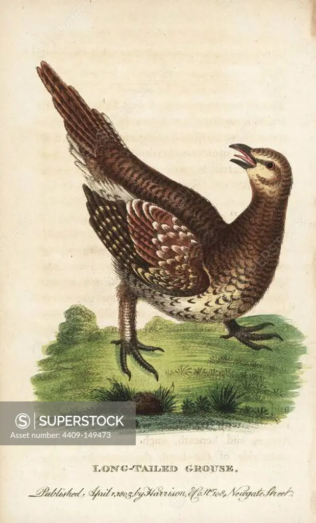 Sharp-tailed grouse, Tympanuchus phasianellus (Long-tailed grouse, Tetrao phasianellus) Illustration copied from George Edwards. Handcoloured copperplate engraving from "The Naturalist's Pocket Magazine," Harrison, London, 1803.