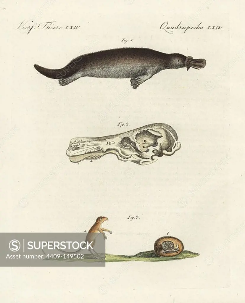 Duck-billed platypus 1, Ornithorhynchus anatinus, skull 2, and meadow jumping mouse, Zapus hudonius, awake 1 and hibernating 2. Handcoloured copperplate engraving from Bertuch's "Bilderbuch fur Kinder" (Picture Book for Children), Weimar, 1798. Friedrich Johann Bertuch (1747-1822) was a German publisher and man of arts most famous for his 12-volume encyclopedia for children illustrated with 1,200 engraved plates on natural history, science, costume, mythology, etc., published from 1790-1830.