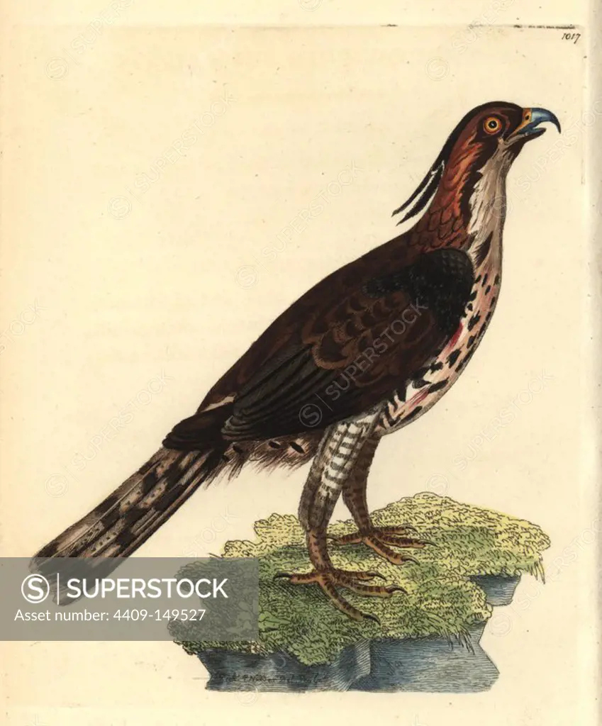 Ornate hawk-eagle, Spizaetus ornatus, native to South America. Near threatened. (Described by Shaw as the narrow-crested falcon, Falco fastosus.) Illustration drawn and engraved by Richard Polydore Nodder. Handcolored copperplate engraving from George Shaw and Frederick Nodder's "The Naturalist's Miscellany," London, 1812. Most of the 1,064 illustrations of animals, birds, insects, crustaceans, fishes, marine life and microscopic creatures were drawn by George Shaw, Frederick Nodder and Richard Nodder, and engraved and published by the Nodder family. Frederick drew and engraved many of the copperplates until his death around 1800, and son Richard (1774~1823) was responsible for the plates signed RN or RPN. Richard exhibited at the Royal Academy and became botanic painter to King George III.