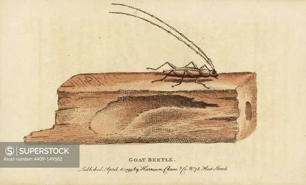 Wood boring beetle, and damage to wood. (Goat beetle). Illustration copied from George Edwards. Handcoloured copperplate engraving from "The Naturalist's Pocket Magazine," Harrison, London, 1799.