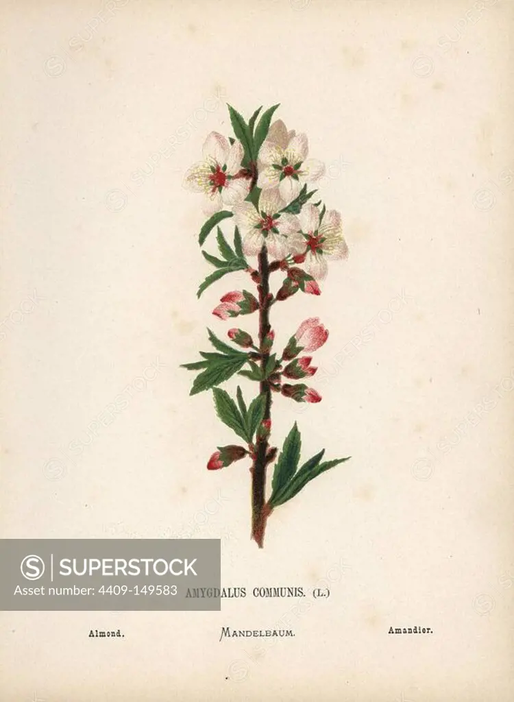 Almond blossom, Amygdalus communis. Chromolithograph of a botanical illustration by Hannah Zeller from her own Wild Flowers of the Holy Land," James Nisbet, London, 1876. Hannah Zeller (1838-1922) was a Swiss missionary who botanized near Nazareth for many years.