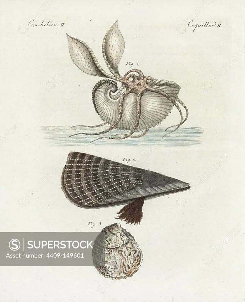 Great argonaut, Argonauta argo 1, rough penshell, Pinna rudis 2, and European flat oyster, Ostrea edulis 3. Handcoloured copperplate engraving from Bertuch's "Bilderbuch fur Kinder" (Picture Book for Children), Weimar, 1798. Friedrich Johann Bertuch (1747-1822) was a German publisher and man of arts most famous for his 12-volume encyclopedia for children illustrated with 1,200 engraved plates on natural history, science, costume, mythology, etc., published from 1790-1830.