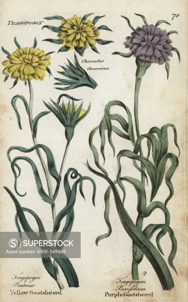 Yellow goatsbeard or meadow salsify, Tragopogon pratense, and purple goatsbeard or salsify, Tragopogon porrifolium. Handcoloured botanical copperplate engraving by an unknown artist from "Culpeper's English Family Physician; or Medical Herbal Enlarged, with Several Hundred Additional Plants, Principally from Sir John Hill," by Joshua Hamilton, London, W. Locke, 1792.
