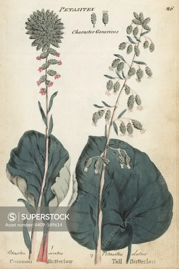 Common butterbur, Petasites hybridus, and tall butterbur, Petasites elatior. Handcoloured botanical copperplate engraving by an unknown artist from "Culpeper's English Family Physician; or Medical Herbal Enlarged, with Several Hundred Additional Plants, Principally from Sir John Hill," by Joshua Hamilton, London, W. Locke, 1792.