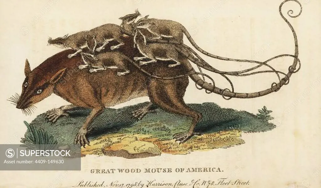 Merian's opossum, Didelphys dorsigera, with young on its back. (Great wood mouse of America or Surinam rat) Illustration copied from Pierre-Joseph Buchoz after Maria Sybilla Merian. Handcoloured copperplate engraving from "The Naturalist's Pocket Magazine," Harrison, London, 1798.