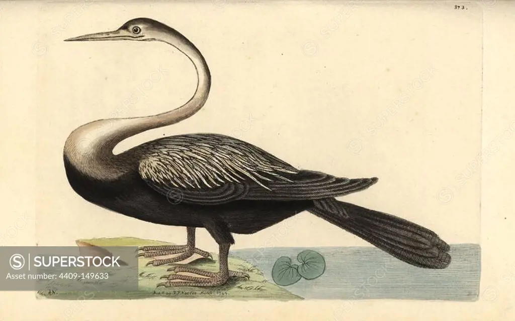 Indian darter, Anhinga melanogaster. Near threatened. Illustration drawn and engraved by Richard Polydore Nodder. Handcolored copperplate engraving from George Shaw and Frederick Nodder's "The Naturalist's Miscellany," London, 1799. Most of the 1,064 illustrations of animals, birds, insects, crustaceans, fishes, marine life and microscopic creatures were drawn by George Shaw, Frederick Nodder and Richard Nodder, and engraved and published by the Nodder family. Frederick drew and engraved many of the copperplates until his death around 1800, and son Richard (1774~1823) was responsible for the plates signed RN or RPN. Richard exhibited at the Royal Academy and became botanic painter to King George III.